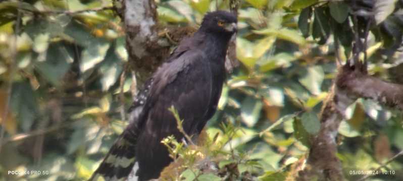 Tour de Observación de Aves Monteverde y Curicancha