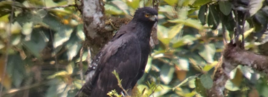 Observation des oiseaux à Monteverde et Curicancha