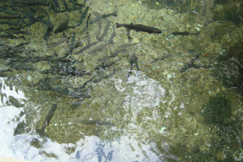 Czarnogóra i Bośnia - 2 kraje w 1-dniowej wycieczce z Dubrownika