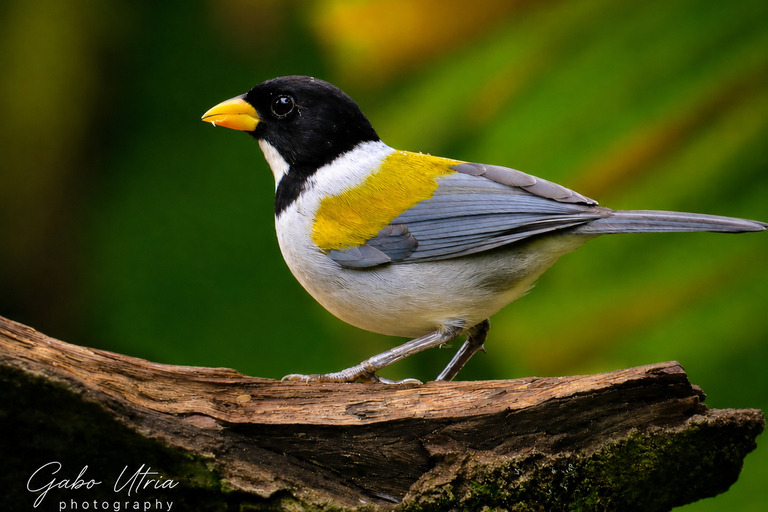 Santa Marta: Birdwatching Tour Sierra Nevada (Minca)