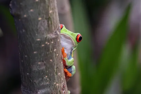 La Fortuna Costa Rica: Nattvandring Tour