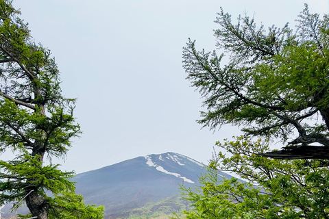 Tokyo: Mt. Fuji &amp; Hakone Cherry Blossoms Private Day Tour