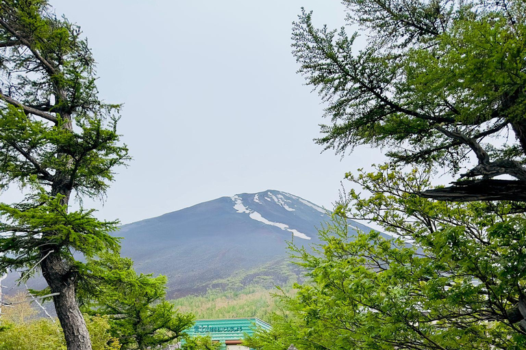 Tokyo: Mt. Fuji &amp; Hakone Cherry Blossoms Private Day Tour