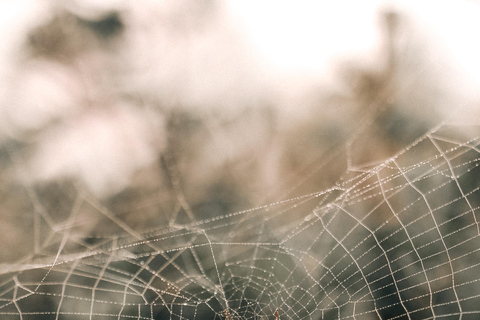 St Lucia: Safari Tour with Local Guide