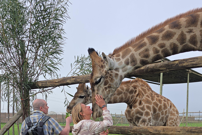 Cheetah, Giraffes Encounter, lion's park, and Wine Tasting