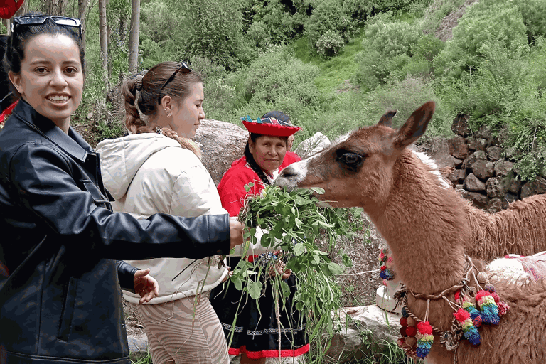 From Cusco: Connection with Nature - Alpaca Therapy