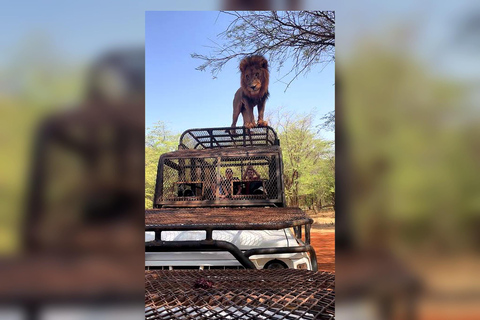 From Dakar: Bandia 4x4 safari and lions, lunch and canoe in Somone From Dakar: Bandia 4WD safari and lions, lunch, and canoe in Somone