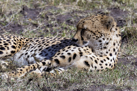 Nairobi: 5-Day Kenya Safari with Meals and Transfers