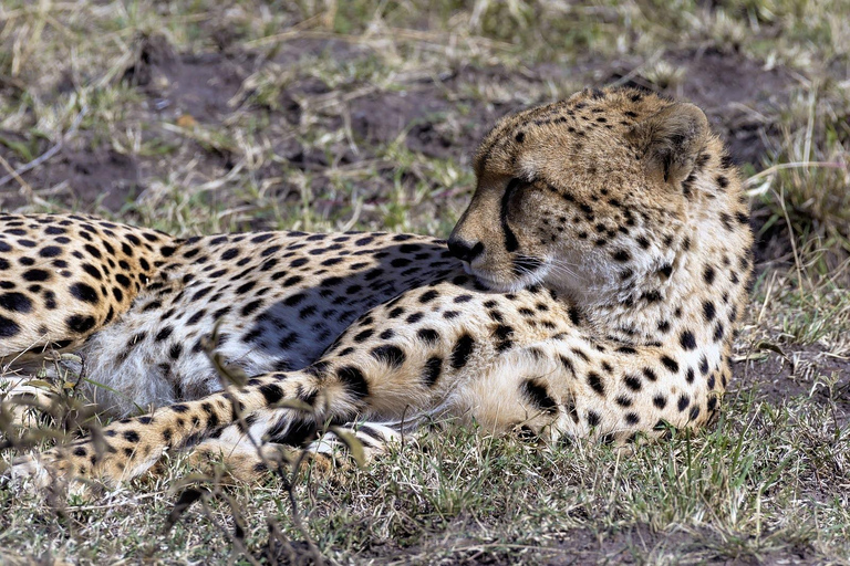 Nairobi: 5-Day Kenya Safari with Meals and Transfers
