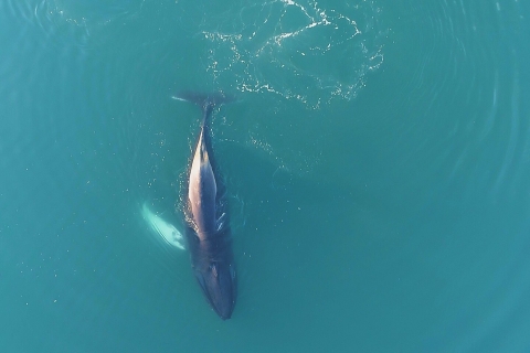 Reykjavík : Observation des baleines depuis un yacht de luxeObservation des baleines sur un yacht et prise en charge