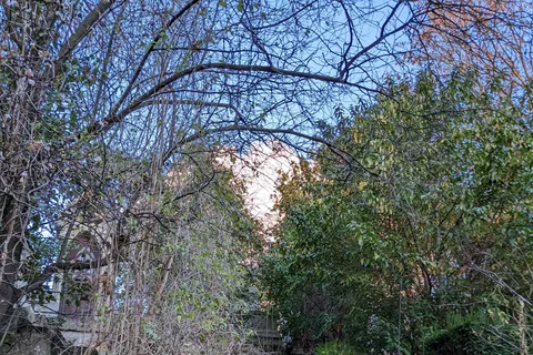 Découvrez la beauté vivante du Père-Lachaise
