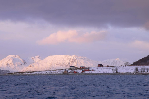 Tromsø: Crociera nei fiordi artici nei paesaggi polari