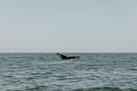 Baie de Drake : Observation des dauphins et des baleines