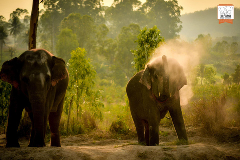 Pattaya: Experiência de alimentação no santuário de elefantes na selva