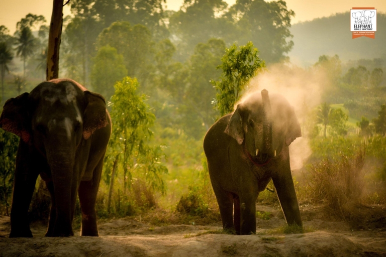 Pattaya: Experiencia de alimentación en el Santuario de la Selva de Elefantes