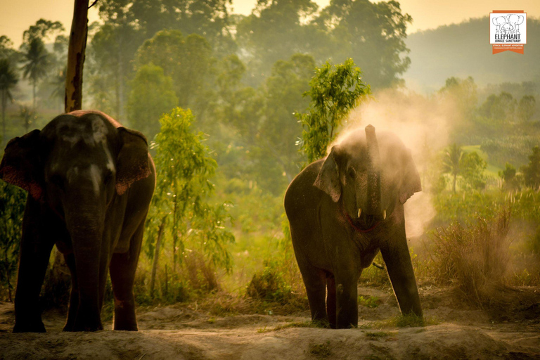 Pattaya: Experiência de alimentação no santuário de elefantes na selva