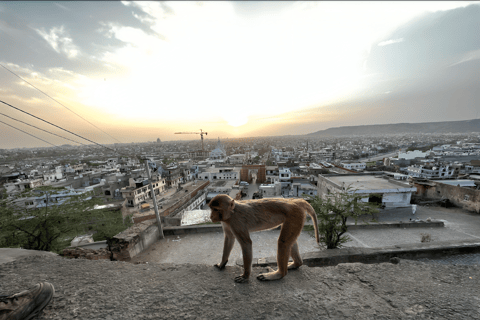 Jaipur: Monkey Temple and Sun Temple Guided Tour