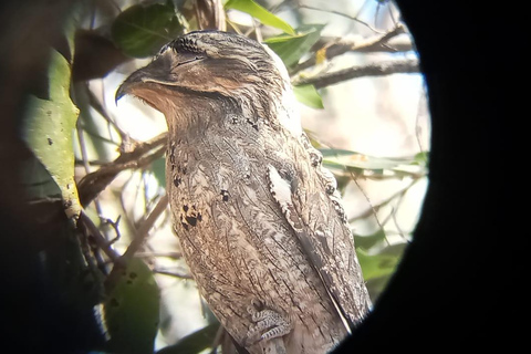 Huatulco: Observación de aves y búsqueda en Huatulco
