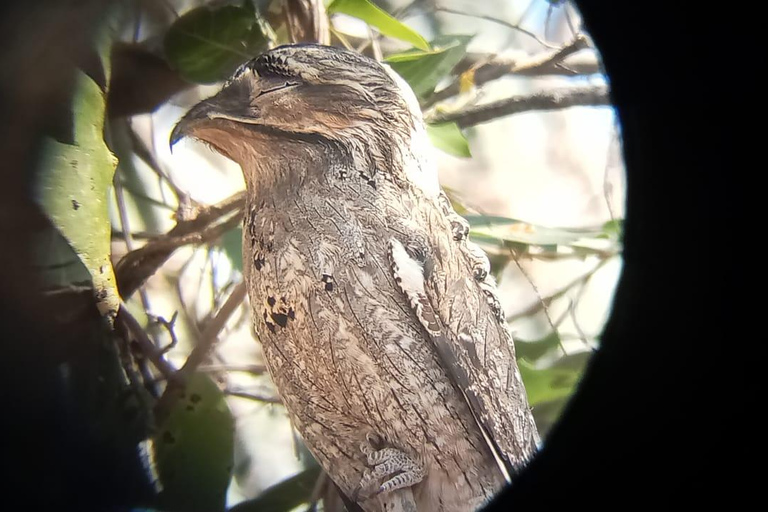 Huatulco: Observación de aves y búsqueda en Huatulco