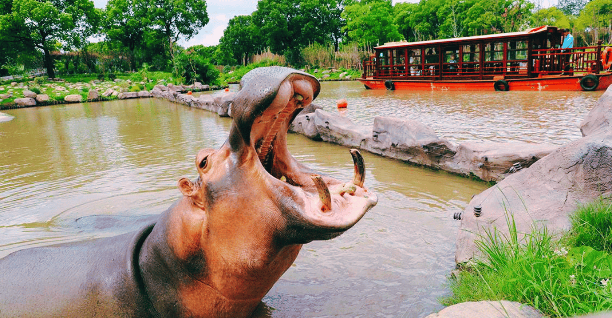 Shanghai: Wild Animal Park Ticket photo 4
