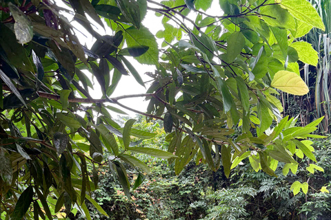 Langkawi Jungle Trekking &amp; Live Cooking Adventure