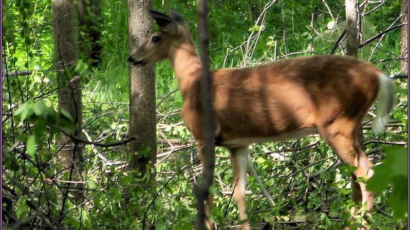 Excursion d'une journée de Fès au parc de Tazekka : randonnée et découverte de la nature - trekking