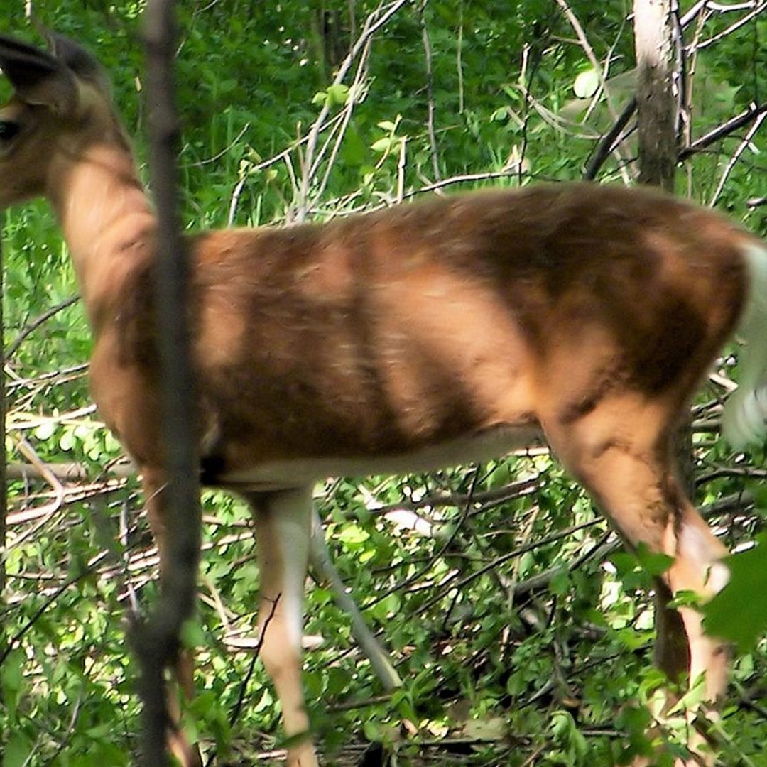 Excursion d'une journée de Fès au parc de Tazekka : randonnée et découverte de la nature - trekking