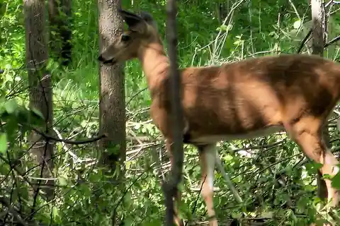 Au départ de Fès : Excursion d'une journée au parc national de la Tezzeka