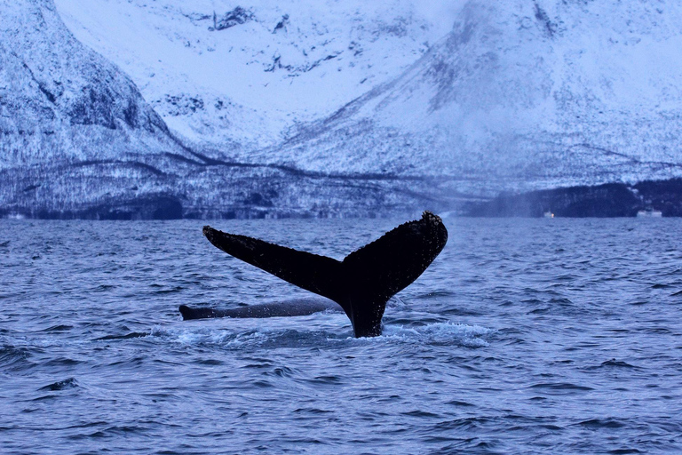 Tromsø: Orca and Whale Watching Heated Boat Trip Tromsø: Orca and Whale Watching comfort heated boat Trip