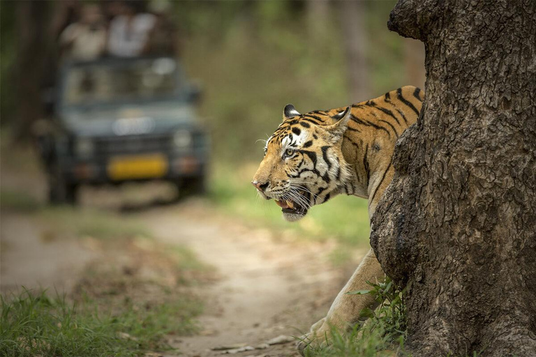 From Delhi: 6 Days Delhi, Agra, Jaipur and Ranthambore Tour Private Tour with Car + Driver + Guide + Tiger Safari