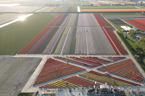 Amsterdam: Tulpenwonderland Tour