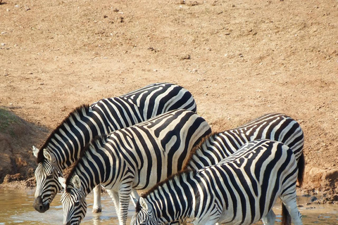 Excursion d'une journée au parc national de Mikumi depuis Zanzibar