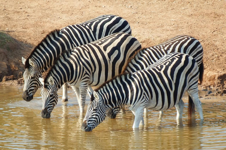 Mikumi nationaal park dagtrip vanuit Zanzibar