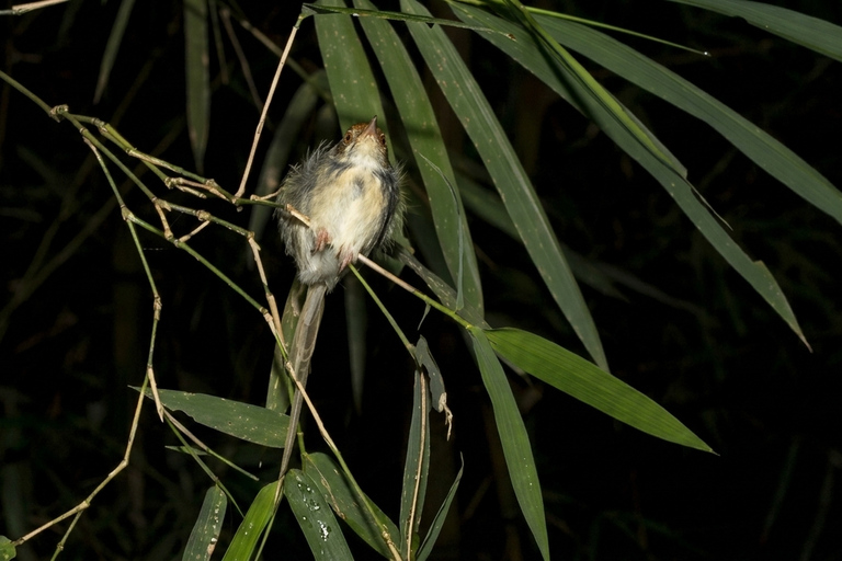 Sigiriya: Private Night Safari with Wildlife Watching
