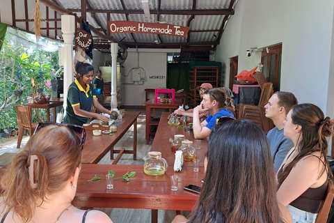 Ella: Organic Tea Plantation Tour with Tea Making & Tasting
