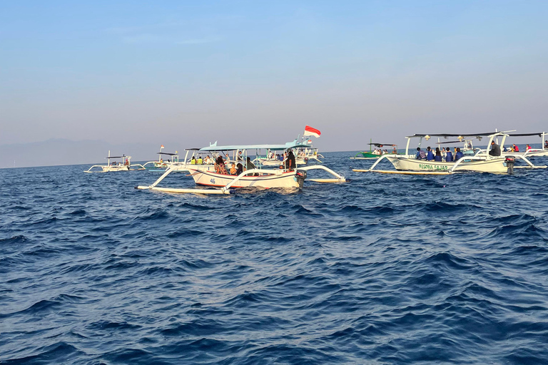 Bali: Lovina Sharing Boat for Dolphin Swimming