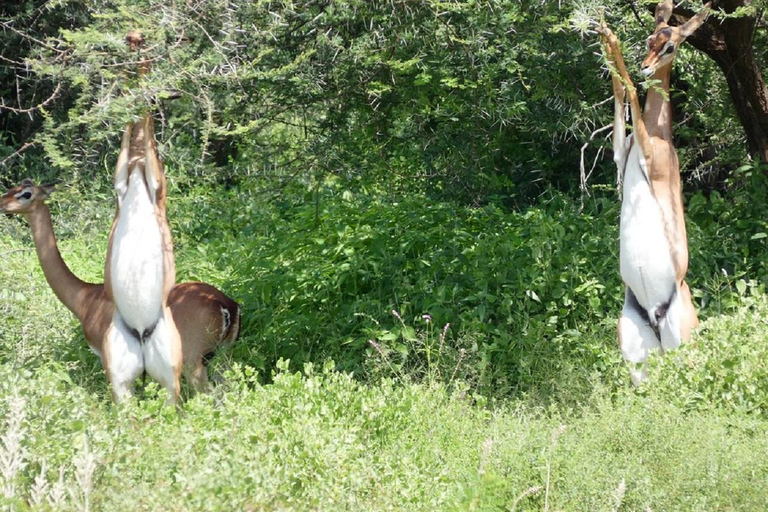 Da Nairobi: escursione al Parco Nazionale del Lago NakuruEscursione al Parco Nazionale del Lago Nakuru senza biglietto d&#039;ingresso