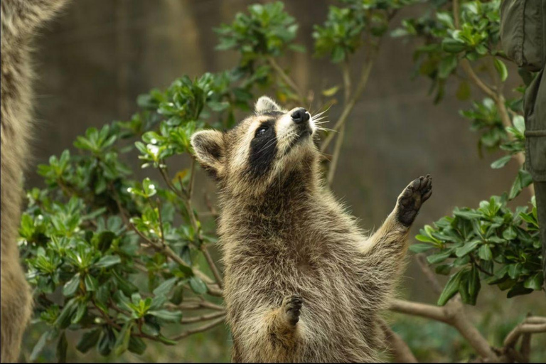 Shanghai Wild Animal Park: Safari Adventure Entry Pass Shanghai Wild Animal Park Full-Day Ticket