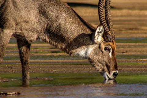 Naivasha: Crater Lake and Crescent Island Day Trip