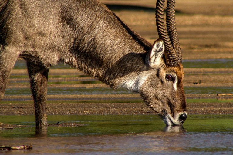 Naivasha: Crater Lake and Crescent Island Day Trip