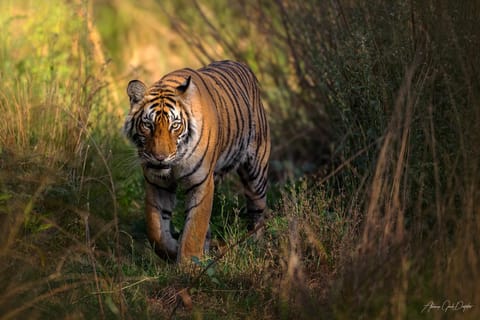 Delhi: Private 3-Days Jaipur & Ranthambore Tiger Safari Tour