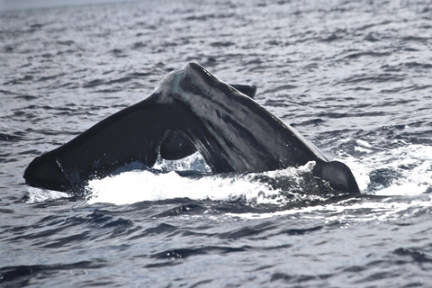 avistamento de cetáceos