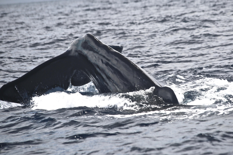 avistamento de cetáceos