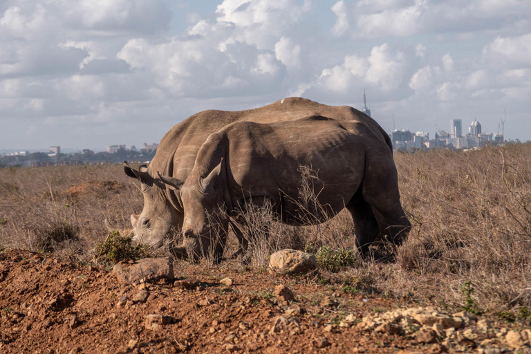 Nairobi: National Park Private Tour with Lunch at Carnivore Nairobi: National Park Private Tour without Lunch