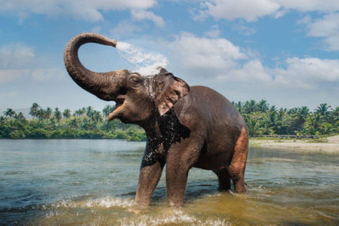 Tour esclusivo della fauna selvatica di Periyar con bagno di elefanti (03 giorni)