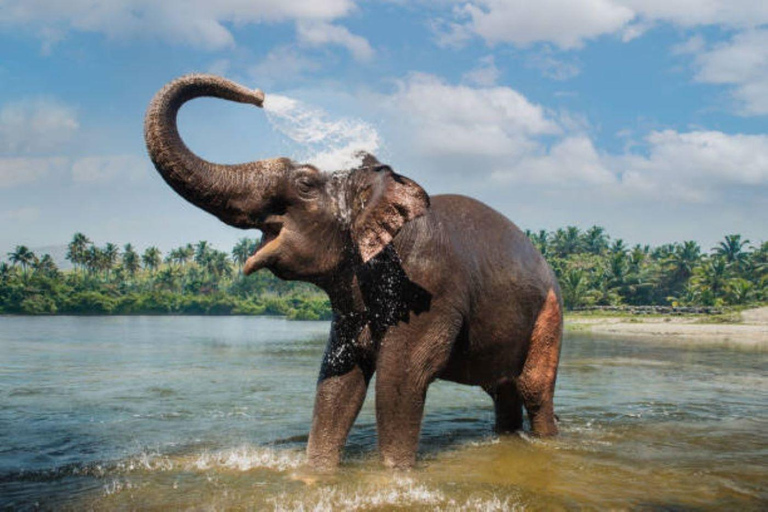 Nuitée à Periyar Wildlife Tour avec bain d&#039;éléphantsNuitée, Periyar Wildlife Tour avec bain d&#039;éléphants