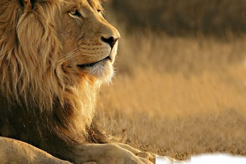 Big 5 Wildlife Safari with Lunch and Wine tasting