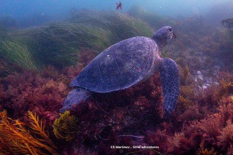 La Jolla: Full-Day Snorkel Gear Rental with Wetsuit Option