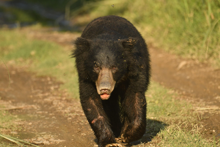 Chitwan National Park Tours: 3 Nights 4 days Full Package