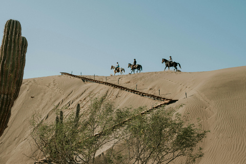 Cavallo arabo nel deserto del Qatar 3 ore di tour.